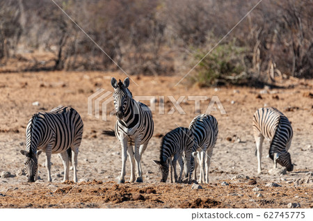A group of Zebras in Etosha 62745775
