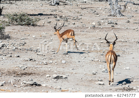 Impalas in Etosha National Park Impalas in Etosha National Park 62745777