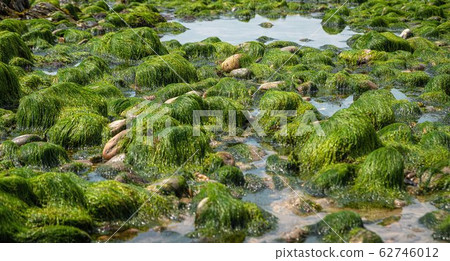 rocks and moss on the seabed at low tide on the 62746012