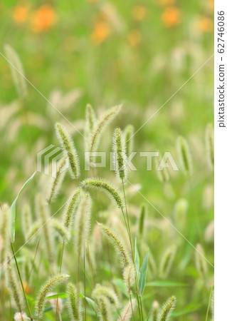 Cat and flower garden 62746086