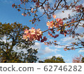 Kawazu Zakura 62746282