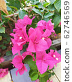 Bougainvillea 62746569