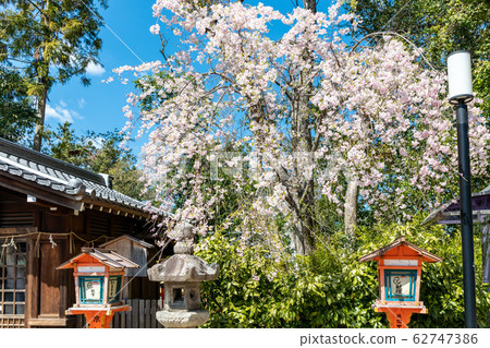 Sakura Kyoto Gion Yasaka Shrine Sakura Kyoto Gion Yasaka Shrine 62747386