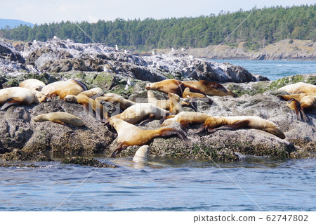 A flock of sea lions sleeping comfortably A flock of sea lions sleeping comfortably 62747802