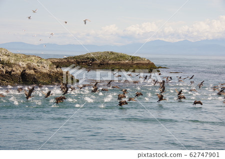 水鳥一次撲 62747901