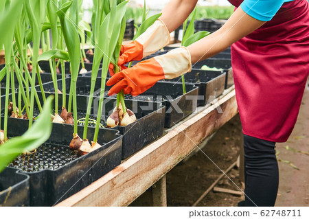 picking hydroponic tulips in a greenhouse picking hydroponic tulips in a greenhouse 62748711