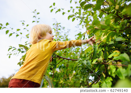 Little boy picking apples in orchard. Child stands on ladder 62749140