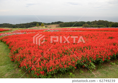 Begonia Begonia 62749239