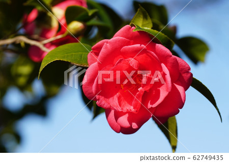 山茶花 山茶花 山茶花 山茶花 山茶花 山茶花 62749435