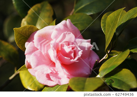茶花山茶 茶花山茶 62749436