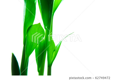 Frash green leaves isolated on white backrgound. 62749472