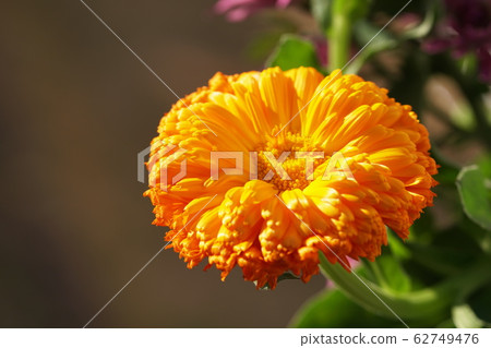 Calendula Pot Marigold 62749476