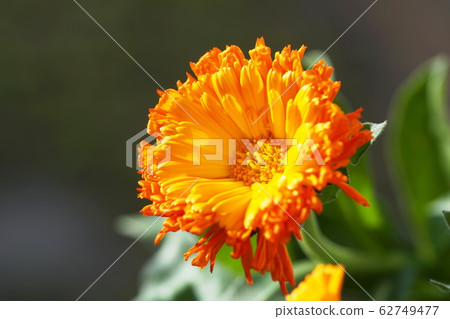 Calendula Pot Marigold 62749477