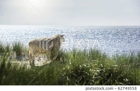White sheep looking at the North Sea water on Sylt White sheep looking at the North Sea water on Sylt 62749558