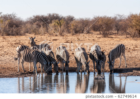 A group of Zebras in Etosha A group of Zebras in Etosha 62749614