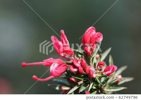 格蕾維拉·y格米舞者 62749796