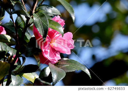 開花在三鷹中原的桃紅色甲蟲花 開花在三鷹中原的桃紅色甲蟲花 62749833
