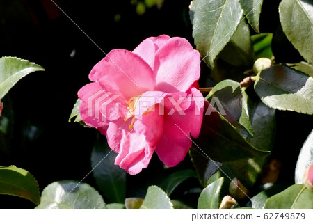 Pink camellia flower which becomes Mitaka Nakahara Pink camellia flower which becomes Mitaka Nakahara 62749879