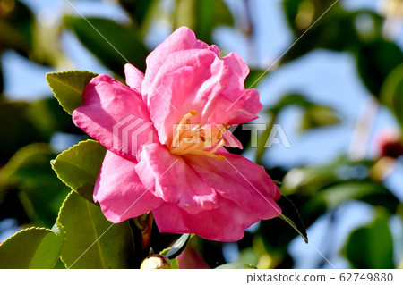 成為中原三鷹的粉紅山茶花 成為中原三鷹的粉紅山茶花 62749880