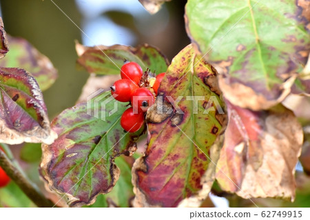 Red dogwood fruit to be in Mishima Nakahara Red dogwood fruit to be in Mishima Nakahara 62749915