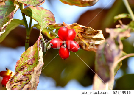 Red dogwood fruit to be in Mishima Nakahara 62749916