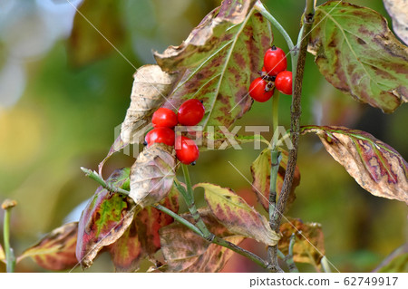 紅山茱萸果實在三島中原 紅山茱萸果實在三島中原 62749917