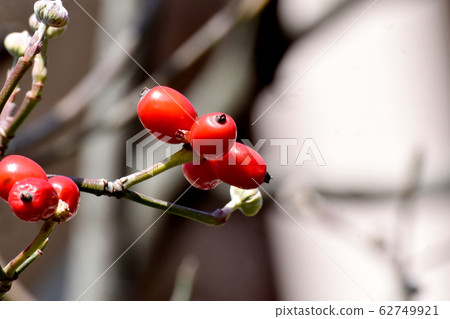 Red dogwood fruit to be in Mishima Nakahara 62749921