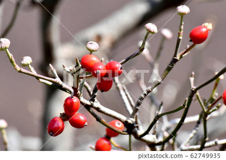 Red dogwood fruit to be in Mishima Nakahara Red dogwood fruit to be in Mishima Nakahara 62749935