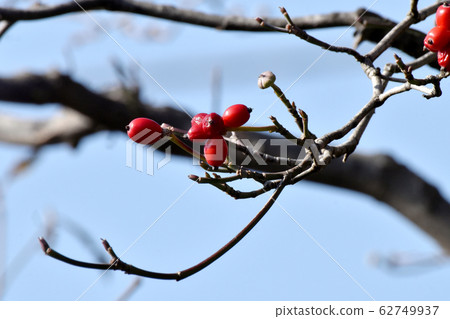紅山茱萸果實在三島中原 62749937