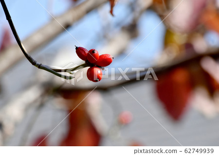 Red dogwood fruit to be in Mishima Nakahara Red dogwood fruit to be in Mishima Nakahara 62749939