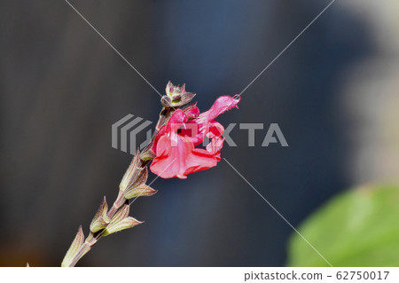 紅丹參微葉（櫻桃鼠尾草）花盛開在三鷹中原 62750017