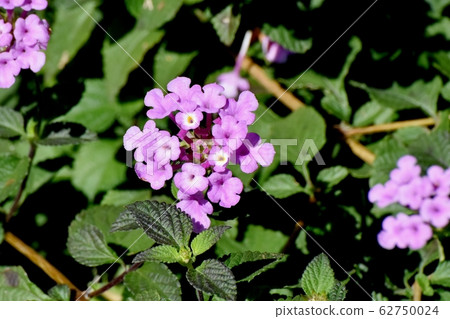 Purple Lantana Blooming in Mitaka Nakahara (Cobano Lantana) Purple Lantana Blooming in Mitaka Nakahara (Cobano Lantana) 62750024