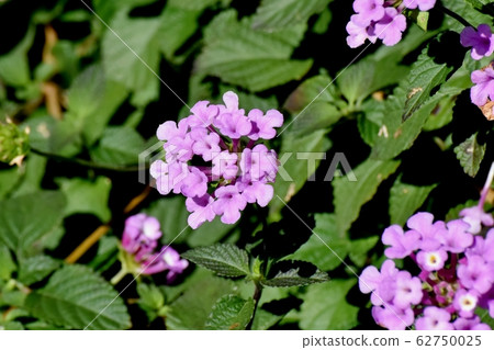 在三鷹中原（Cobano Lantana）盛開的紫色馬tana丹 62750025