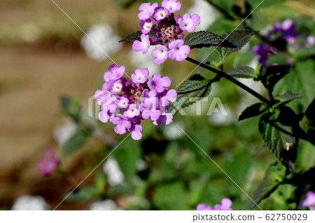 Purple Lantana Blooming in Mitaka Nakahara (Cobano Lantana) 62750029