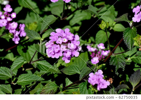 在三鷹中原（Cobano Lantana）盛開的紫色馬tana丹 62750035