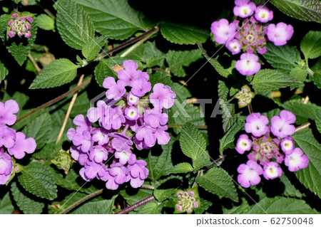 在三鷹中原（Cobano Lantana）盛開的紫色馬tana丹 62750048
