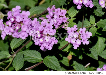 Purple Lantana Blooming in Mitaka Nakahara (Cobano Lantana) 62750052
