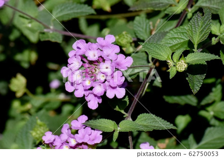 在三鷹中原(Cobano Lantana)盛開的紫色馬tana丹 在三鷹中原(Cobano Lantana)盛開的紫色馬tana丹 62750053