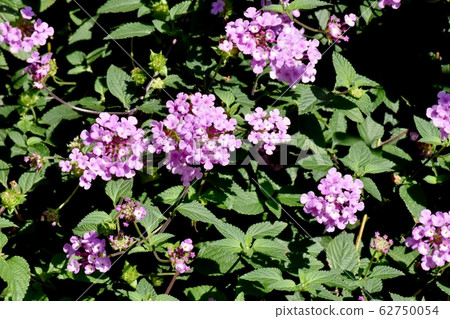 在三鷹中原(Cobano Lantana)盛開的紫色馬tana丹 在三鷹中原(Cobano Lantana)盛開的紫色馬tana丹 62750054