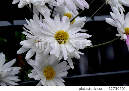 開花在三鷹中原的白色菊花花 62750201