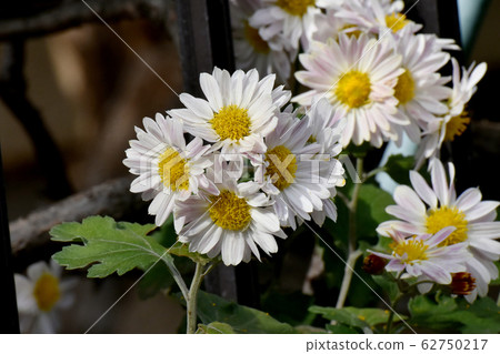 White Chrysanthemum Flower Blooming in Mitaka Nakahara 62750217