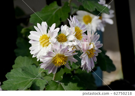 White Chrysanthemum Flower Blooming in Mitaka Nakahara 62750218
