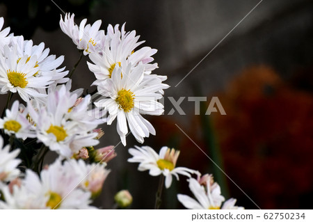 開花在三鷹中原的白色菊花花 開花在三鷹中原的白色菊花花 62750234