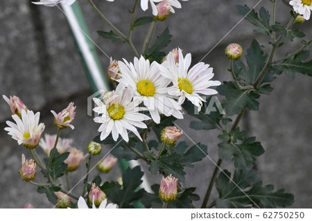 開花在三鷹中原的白色菊花花 開花在三鷹中原的白色菊花花 62750250