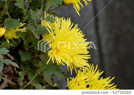 在三鷹中原盛開的黃色菊花花 62750289