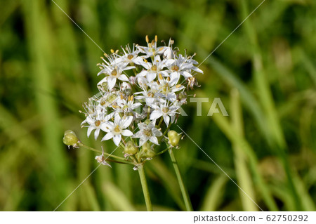 White leek flower blooming in Mitaka Nakahara 62750292
