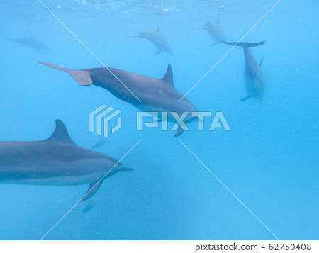 Flock of dolphins playing in the blue water near Mafushi island, Maldives 62750408