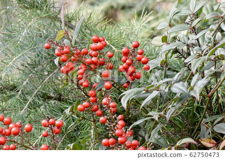 紅色南滕水果將在三島中原 62750473