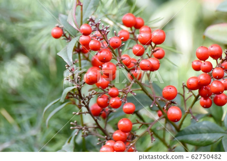 紅色南滕水果將在三島中原 62750482