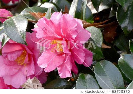 開花在三鷹中原的桃紅色甲蟲花 62750570